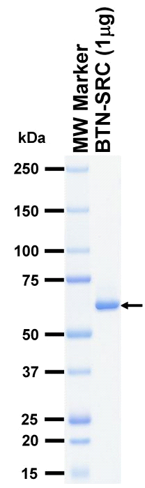 The purity was assessed by SDS-PAGE/CBB staining.